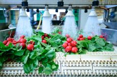 Food processing challenges